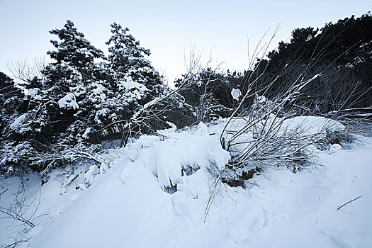 雪景