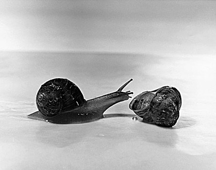 海螺壳,蜗牛