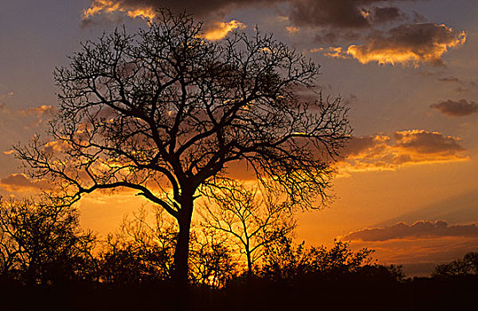 日落,萨比萨比,南非