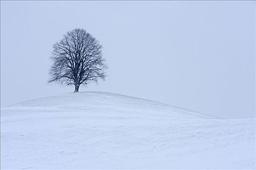 酸橙树,菩提树,美国鹅掌楸,椴树属,新鲜,积雪,冰碛,山