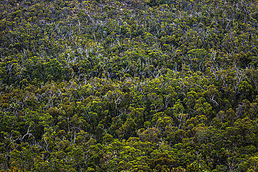 俯视,桉树,维多利亚,澳大利亚