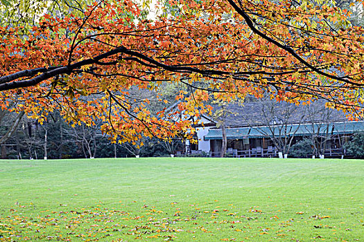 枫树枫叶秋景