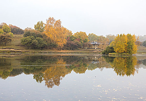 秋天水边树林