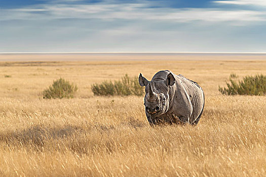 黑犀牛,站立,草地,埃托沙国家公园,纳米比亚,非洲