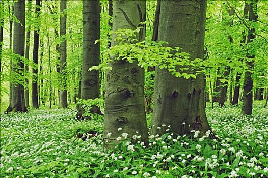 山毛榉树,树林,海尼希,国家公园,图林根州,德国