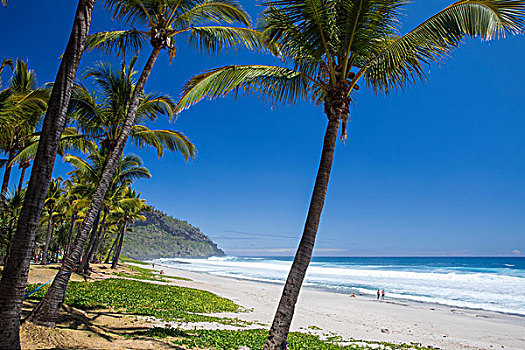 海滩,风景,棕榈树,印度洋,留尼汪岛