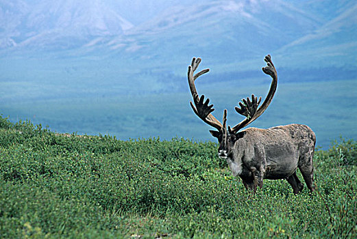 德纳里峰国家公园,阿拉斯加,北美驯鹿,大,架子