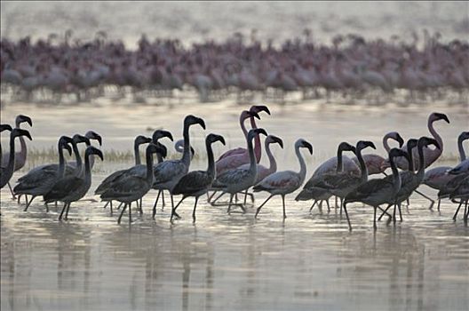 火烈鸟,觅食,早晨,纳库鲁湖,肯尼亚,非洲