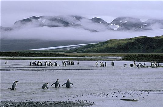帝企鹅,群,涉水,浅水,索尔兹伯里平原,南乔治亚