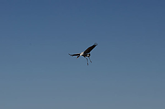 黑颈鹤