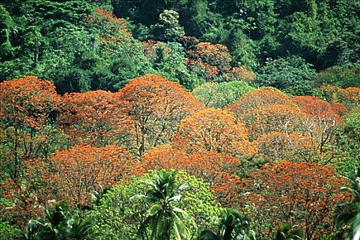 壮观,树,茂密,雨林,多巴哥岛,加勒比海