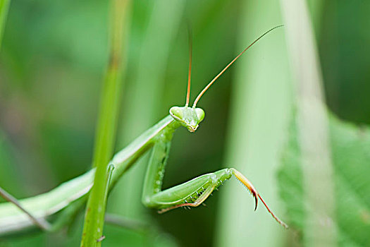 合掌螳螂,隐藏,绿色植物