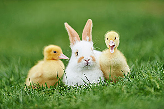 小鸭子,驯服,兔子,牧场,春天,普拉蒂纳特,巴伐利亚,德国