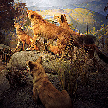 牧群,猎捕,狼,岩石,山,透视图,美洲,博物馆,自然,历史