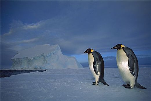 帝企鹅,一对,海冰,午夜,黎明,冰架,威德尔海,南极