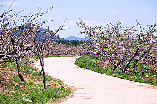 桃树林中的小路