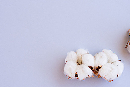 棉花,芽,蓝色背景,两个,花蕾,留白