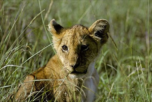 幼狮,狮子,坐,高,草,马赛马拉,自然保护区,肯尼亚,非洲