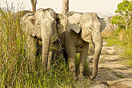 两个,亚洲,东方,大象,象属,林道,卡齐兰加国家公园,阿萨姆邦,印度