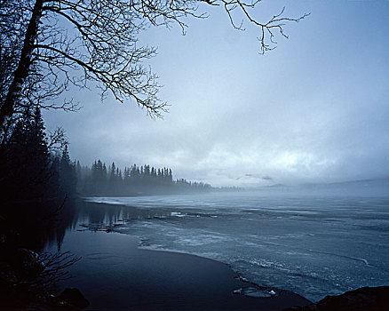 冰冻,湖,模糊,多云天气,冷杉,岸边,远景,无叶,树,悬挂,上方,挪威