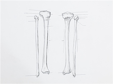 特写,骨头,铅笔画,白色背景,纸