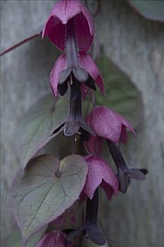 攀缘植物,紫色