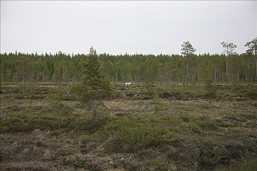 驯鹿,驯鹿属,苔原,芬兰