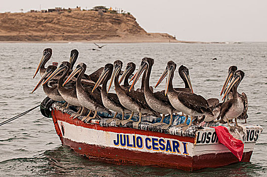 秘鲁,鹈鹕,渔船,乡村,靠近