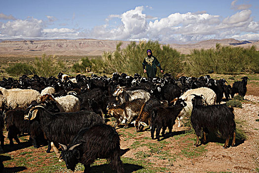 非洲,北非,摩洛哥,阿特拉斯山区,达德斯谷,女人,护理,绵羊,山羊