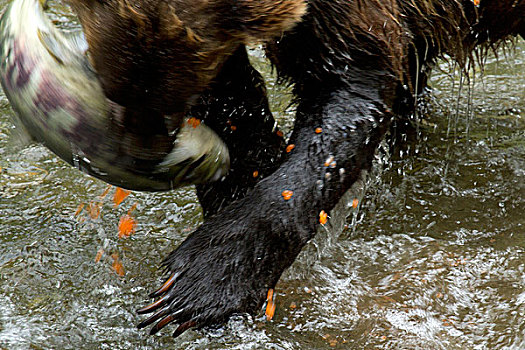 大灰熊,棕熊,捕鱼,吃,特写,阿拉斯加,美国,北美