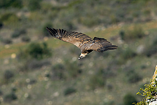 粗毛秃鹫,兀鹫,飞,卡塞雷斯,安达卢西亚,西班牙