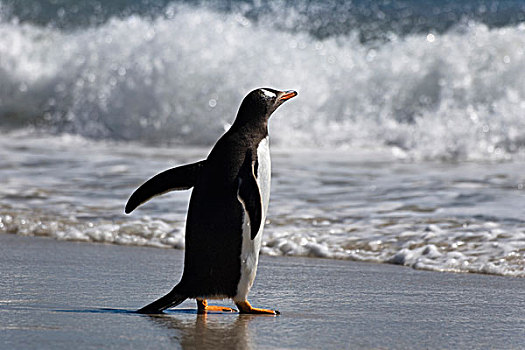 巴布亚企鹅,海滩,福克兰群岛