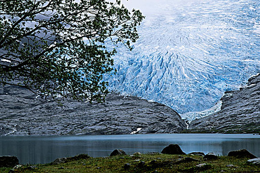 挪威,靠近,冰河,树,前景