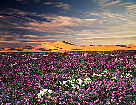 加利福尼亚,沙子,马鞭草属植物,野花,沙丘,月见草,月见草属,花,莫哈维沙漠,大幅,尺寸