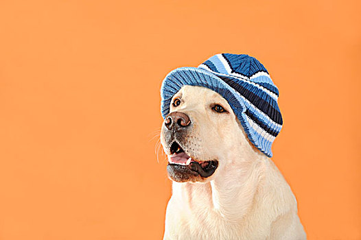 黄色拉布拉多犬,戴着,蓝色,条纹,帽