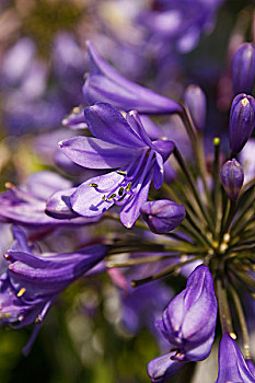 紫色,百子莲,品种,蓝色