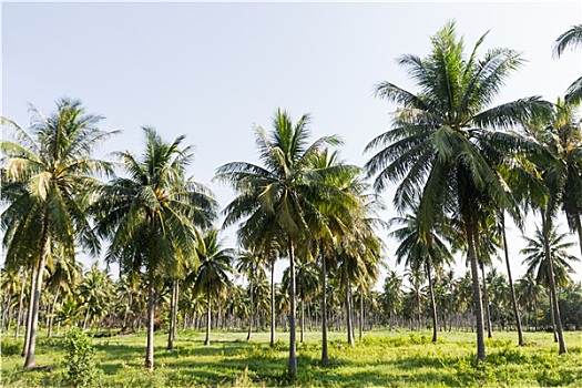 椰树,种植园