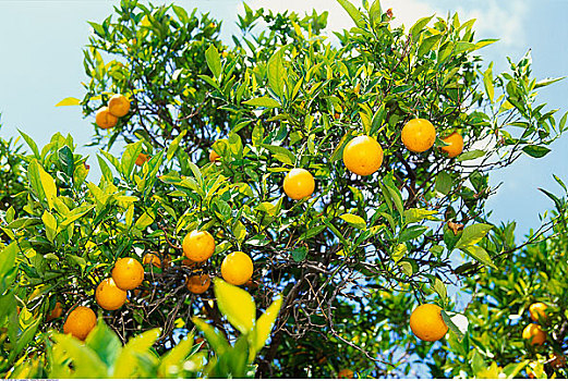 橘树,加利福尼亚,美国