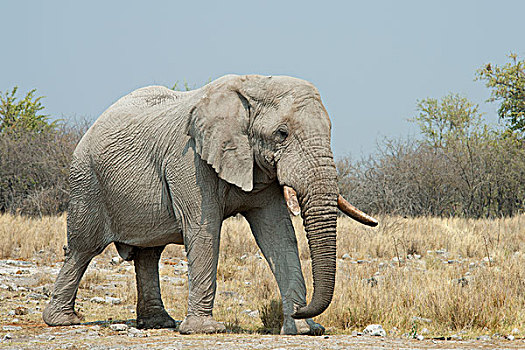 非洲,灌木,大象,非洲象,雄性动物,埃托沙国家公园,纳米比亚