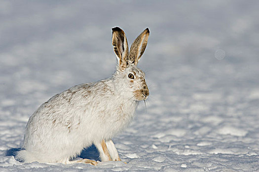 白尾,兔子,冬天,外套,东方,蒙大拿