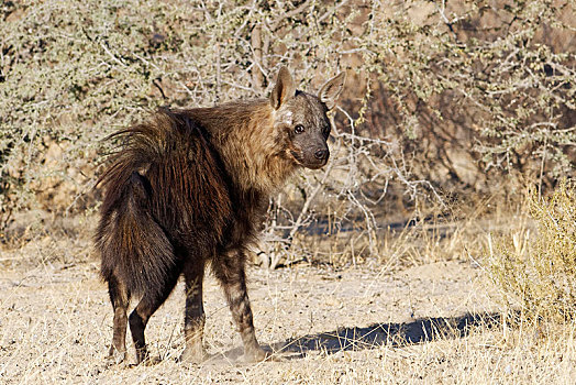 褐色,鬣狗,卡拉哈迪大羚羊国家公园,南非,非洲