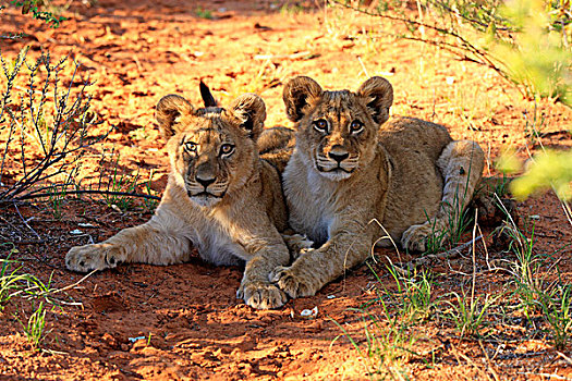 狮子,两个,幼兽,四个,兄弟姐妹,警惕,禁猎区,卡拉哈里沙漠,北角,南非,非洲