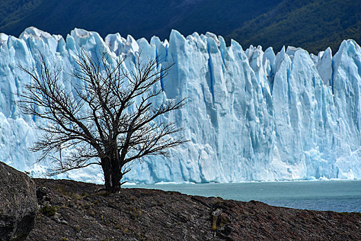 树,正面,冰河,阿根廷湖,洛斯格拉希亚雷斯国家公园,巴塔哥尼亚,阿根廷,南美
