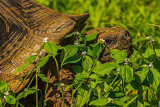 加拉帕戈斯巨型陆龟