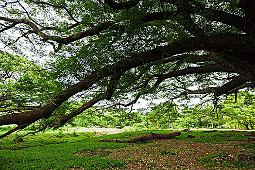 树,泰国