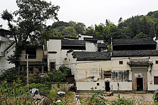 歙县柔川村古村落,古民居,红豆树