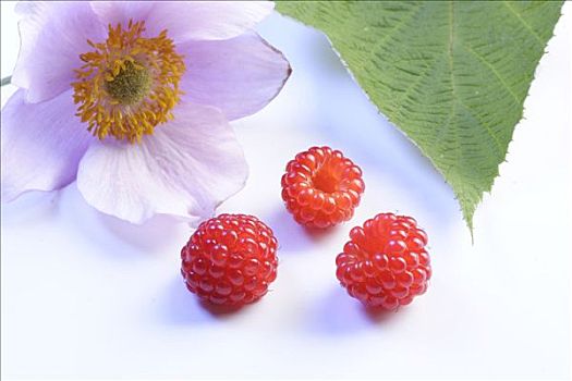 树莓,花