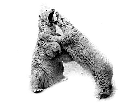 两个,北极熊,争斗,相互,70年代,精准,地点,未知,奥地利,欧洲
