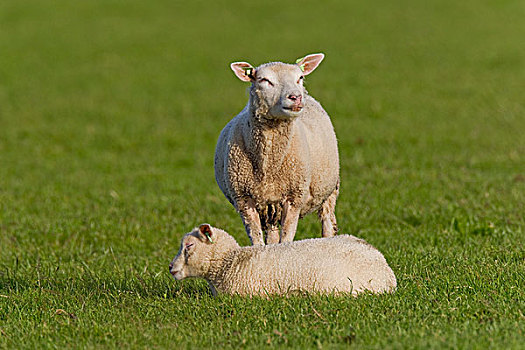 特塞尔,绵羊,成年,羊羔,荷兰,欧洲