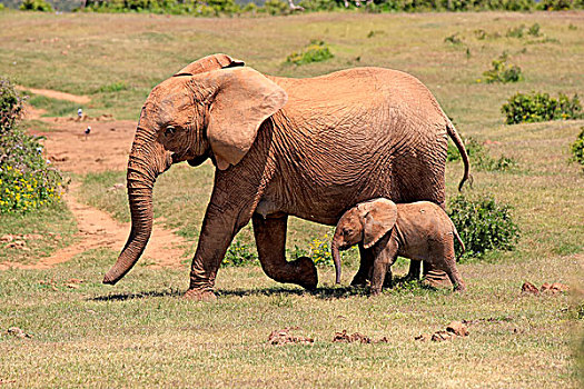 非洲象,成年,女性,幼兽,阿多大象国家公园,东开普省,南非,非洲